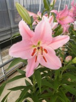 [1809 Emani No01.JPG]